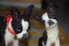 Boston Terriers Maggie & Max